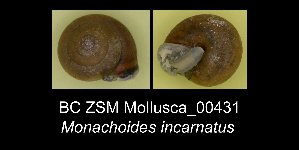  (Perforatella incarnata - BC ZSM Mollusca_ 00431)  @12 [ ] CreativeCommons - Attribution Non-Commercial Share-Alike (2012) SNSB, Zoologische Staatssammlung Muenchen SNSB, Zoologische Staatssammlung Muenchen