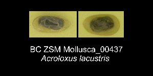  (Acroloxus lacustris - BC ZSM Mollusca_ 00437)  @12 [ ] CreativeCommons - Attribution Non-Commercial Share-Alike (2012) SNSB, Zoologische Staatssammlung Muenchen SNSB, Zoologische Staatssammlung Muenchen