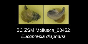  ( - BC ZSM Mollusca_ 00452)  @11 [ ] CreativeCommons - Attribution Non-Commercial Share-Alike (2012) SNSB, Zoologische Staatssammlung Muenchen SNSB, Zoologische Staatssammlung Muenchen
