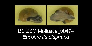  ( - BC ZSM Mollusca_ 00474)  @11 [ ] CreativeCommons - Attribution Non-Commercial Share-Alike (2012) SNSB, Zoologische Staatssammlung Muenchen SNSB, Zoologische Staatssammlung Muenchen