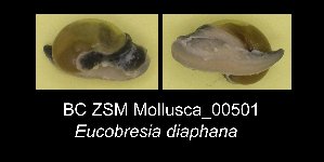  ( - BC ZSM Mollusca_ 00501)  @11 [ ] CreativeCommons - Attribution Non-Commercial Share-Alike (2012) SNSB, Zoologische Staatssammlung Muenchen SNSB, Zoologische Staatssammlung Muenchen
