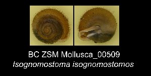  ( - BC ZSM Mollusca_ 00509)  @12 [ ] CreativeCommons - Attribution Non-Commercial Share-Alike (2012) SNSB, Zoologische Staatssammlung Muenchen SNSB, Zoologische Staatssammlung Muenchen