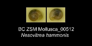  ( - BC ZSM Mollusca_ 00512)  @11 [ ] CreativeCommons - Attribution Non-Commercial Share-Alike (2012) SNSB, Zoologische Staatssammlung Muenchen SNSB, Zoologische Staatssammlung Muenchen