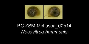  ( - BC ZSM Mollusca_ 00514)  @11 [ ] CreativeCommons - Attribution Non-Commercial Share-Alike (2012) SNSB, Zoologische Staatssammlung Muenchen SNSB, Zoologische Staatssammlung Muenchen