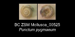  ( - BC ZSM Mollusca_ 00525)  @11 [ ] CreativeCommons - Attribution Non-Commercial Share-Alike (2012) SNSB, Zoologische Staatssammlung Muenchen SNSB, Zoologische Staatssammlung Muenchen