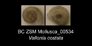  ( - BC ZSM Mollusca_ 00534)  @12 [ ] CreativeCommons - Attribution Non-Commercial Share-Alike (2012) SNSB, Zoologische Staatssammlung Muenchen SNSB, Zoologische Staatssammlung Muenchen