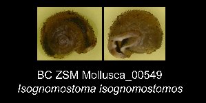  ( - BC ZSM Mollusca_ 00549)  @11 [ ] CreativeCommons - Attribution Non-Commercial Share-Alike (2012) SNSB, Zoologische Staatssammlung Muenchen SNSB, Zoologische Staatssammlung Muenchen