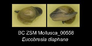  ( - BC ZSM Mollusca_ 00558)  @11 [ ] CreativeCommons - Attribution Non-Commercial Share-Alike (2012) SNSB, Zoologische Staatssammlung Muenchen SNSB, Zoologische Staatssammlung Muenchen