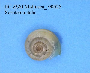  (Helicella - BC ZSM Mollusca_ 00025)  @13 [ ] CreativeCommons - Attribution Non-Commercial Share-Alike (2010) SNSB, Zoologische Staatssammlung Muenchen SNSB, Zoologische Staatssammlung Muenchen