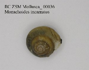  ( - BC ZSM Mollusca_ 00036)  @12 [ ] CreativeCommons - Attribution Non-Commercial Share-Alike (2010) SNSB, Zoologische Staatssammlung Muenchen SNSB, Zoologische Staatssammlung Muenchen