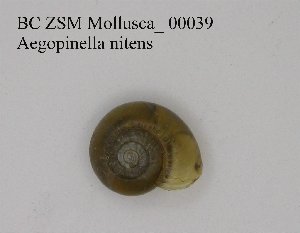  ( - BC ZSM Mollusca_ 00039)  @11 [ ] CreativeCommons - Attribution Non-Commercial Share-Alike (2010) SNSB, Zoologische Staatssammlung Muenchen SNSB, Zoologische Staatssammlung Muenchen