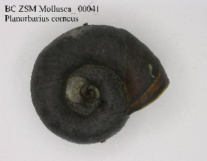  ( - BC ZSM Mollusca_ 00041)  @12 [ ] CreativeCommons - Attribution Non-Commercial Share-Alike (2010) SNSB, Zoologische Staatssammlung Muenchen SNSB, Zoologische Staatssammlung Muenchen