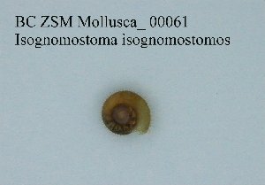  ( - BC ZSM Mollusca_ 00061)  @11 [ ] CreativeCommons - Attribution Non-Commercial Share-Alike (2010) SNSB, Zoologische Staatssammlung Muenchen SNSB, Zoologische Staatssammlung Muenchen