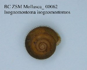  ( - BC ZSM Mollusca_ 00062)  @11 [ ] CreativeCommons - Attribution Non-Commercial Share-Alike (2010) SNSB, Zoologische Staatssammlung Muenchen SNSB, Zoologische Staatssammlung Muenchen