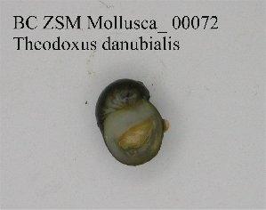  (Theodoxus danubialis - BC ZSM Mollusca_ 00072)  @13 [ ] CreativeCommons - Attribution Non-Commercial Share-Alike (2010) SNSB, Zoologische Staatssammlung Muenchen SNSB, Zoologische Staatssammlung Muenchen