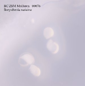  (Borysthenia naticina - BC ZSM Mollusca_ 00076)  @12 [ ] CreativeCommons - Attribution Non-Commercial Share-Alike (2010) SNSB, Zoologische Staatssammlung Muenchen SNSB, Zoologische Staatssammlung Muenchen