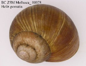  ( - BC ZSM Mollusca_ 00078)  @13 [ ] CreativeCommons - Attribution Non-Commercial Share-Alike (2010) SNSB, Zoologische Staatssammlung Muenchen SNSB, Zoologische Staatssammlung Muenchen