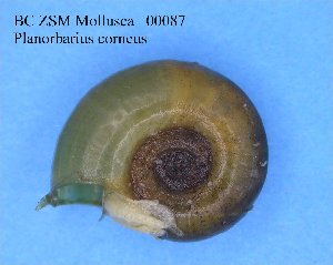  ( - BC ZSM Mollusca_ 00087)  @12 [ ] CreativeCommons - Attribution Non-Commercial Share-Alike (2010) SNSB, Zoologische Staatssammlung Muenchen SNSB, Zoologische Staatssammlung Muenchen