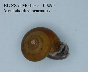  ( - BC ZSM Mollusca_ 00095)  @12 [ ] CreativeCommons - Attribution Non-Commercial Share-Alike (2010) SNSB, Zoologische Staatssammlung Muenchen SNSB, Zoologische Staatssammlung Muenchen