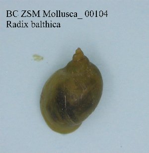  (Radix balthica - BC ZSM Mollusca_ 00104)  @13 [ ] CreativeCommons - Attribution Non-Commercial Share-Alike (2010) Stefan Schmidt SNSB, Zoologische Staatssammlung Muenchen