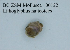  (Lithoglyphus - BC ZSM Mollusca_ 00122)  @12 [ ] CreativeCommons - Attribution Non-Commercial Share-Alike (2010) Stefan Schmidt SNSB, Zoologische Staatssammlung Muenchen