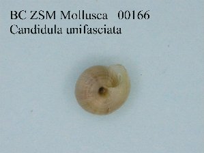 (Candidula - BC ZSM Mollusca_ 00166)  @12 [ ] CreativeCommons - Attribution Non-Commercial Share-Alike (2010) Stefan Schmidt SNSB, Zoologische Staatssammlung Muenchen