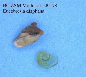  ( - BC ZSM Mollusca_ 00178)  @12 [ ] CreativeCommons - Attribution Non-Commercial Share-Alike (2010) Stefan Schmidt SNSB, Zoologische Staatssammlung Muenchen