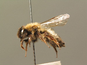  (Andrena nycthemera - BC ZSM HYM 00255)  @15 [ ] CreativeCommons - Attribution Non-Commercial Share-Alike (2010) Stefan Schmidt SNSB, Zoologische Staatssammlung Muenchen