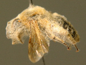  (Andrena hypopolia - BC ZSM HYM 01339)  @13 [ ] CreativeCommons - Attribution Non-Commercial Share-Alike (2010) Stefan Schmidt SNSB, Zoologische Staatssammlung Muenchen