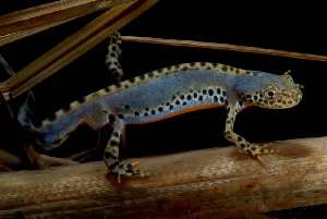  (Ichthyosaura - BC ZSM HERP 00062)  @14 [ ] CreativeCommons - Attribution Non-Commercial Share-Alike (2010) Stefan Schmidt SNSB, Zoologische Staatssammlung Muenchen