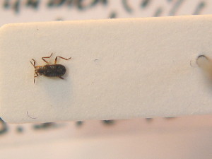  ( - BFB_Heteroptera_Schmolke_005)  @12 [ ] CreativeCommons - Attribution Non-Commercial Share-Alike (2012) SNSB, Zoologische Staatssammlung Muenchen SNSB, Zoologische Staatssammlung Muenchen