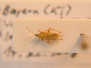  ( - BFB_Heteroptera_Schmolke_111)  @12 [ ] CreativeCommons - Attribution Non-Commercial Share-Alike (2012) SNSB, Zoologische Staatssammlung Muenchen SNSB, Zoologische Staatssammlung Muenchen