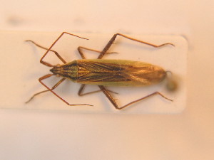  ( - BFB_Heteroptera_Schmolke_150)  @13 [ ] CreativeCommons - Attribution Non-Commercial Share-Alike (2012) SNSB, Zoologische Staatssammlung Muenchen SNSB, Zoologische Staatssammlung Muenchen