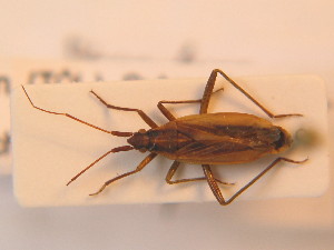  ( - BFB_Heteroptera_Schmolke_152)  @14 [ ] CreativeCommons - Attribution Non-Commercial Share-Alike (2012) SNSB, Zoologische Staatssammlung Muenchen SNSB, Zoologische Staatssammlung Muenchen