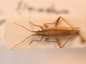  ( - BFB_Heteroptera_Schmolke_154)  @13 [ ] CreativeCommons - Attribution Non-Commercial Share-Alike (2012) SNSB, Zoologische Staatssammlung Muenchen SNSB, Zoologische Staatssammlung Muenchen