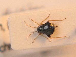  ( - BFB_Heteroptera_Schmolke_169)  @12 [ ] CreativeCommons - Attribution Non-Commercial Share-Alike (2012) SNSB, Zoologische Staatssammlung Muenchen SNSB, Zoologische Staatssammlung Muenchen