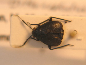  ( - BFB_Heteroptera_Schmolke_172)  @13 [ ] CreativeCommons - Attribution Non-Commercial Share-Alike (2012) SNSB, Zoologische Staatssammlung Muenchen SNSB, Zoologische Staatssammlung Muenchen