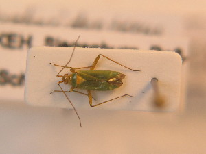  ( - BFB_Heteroptera_Schmolke_187)  @11 [ ] CreativeCommons - Attribution Non-Commercial Share-Alike (2012) SNSB, Zoologische Staatssammlung Muenchen SNSB, Zoologische Staatssammlung Muenchen