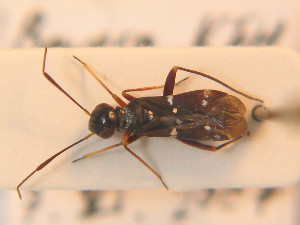 ( - BFB_Heteroptera_Schmolke_0195)  @11 [ ] CreativeCommons - Attribution Non-Commercial Share-Alike (2012) SNSB, Zoologische Staatssammlung Muenchen SNSB, Zoologische Staatssammlung Muenchen