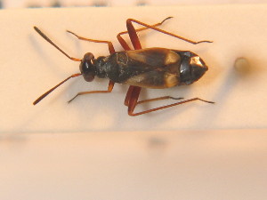  ( - BFB_Heteroptera_Schmolke_0198)  @12 [ ] CreativeCommons - Attribution Non-Commercial Share-Alike (2012) SNSB, Zoologische Staatssammlung Muenchen SNSB, Zoologische Staatssammlung Muenchen