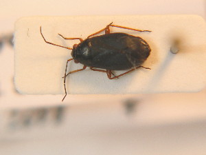  ( - BFB_Heteroptera_Schmolke_0205)  @11 [ ] CreativeCommons - Attribution Non-Commercial Share-Alike (2012) SNSB, Zoologische Staatssammlung Muenchen SNSB, Zoologische Staatssammlung Muenchen