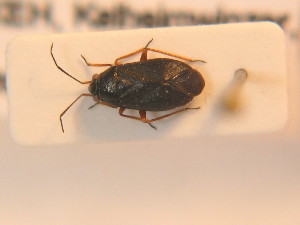  ( - BFB_Heteroptera_Schmolke_0206)  @11 [ ] CreativeCommons - Attribution Non-Commercial Share-Alike (2012) SNSB, Zoologische Staatssammlung Muenchen SNSB, Zoologische Staatssammlung Muenchen