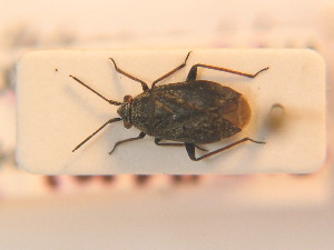  ( - BFB_Heteroptera_Schmolke_0209)  @11 [ ] CreativeCommons - Attribution Non-Commercial Share-Alike (2012) SNSB, Zoologische Staatssammlung Muenchen SNSB, Zoologische Staatssammlung Muenchen