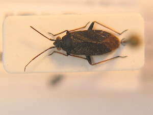 ( - BFB_Heteroptera_Schmolke_0210)  @11 [ ] CreativeCommons - Attribution Non-Commercial Share-Alike (2012) SNSB, Zoologische Staatssammlung Muenchen SNSB, Zoologische Staatssammlung Muenchen