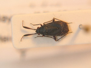  ( - BFB_Heteroptera_Schmolke_0212)  @11 [ ] CreativeCommons - Attribution Non-Commercial Share-Alike (2012) SNSB, Zoologische Staatssammlung Muenchen SNSB, Zoologische Staatssammlung Muenchen
