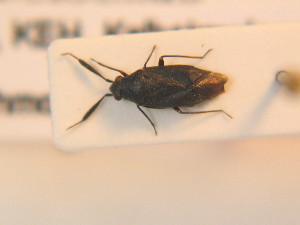  ( - BFB_Heteroptera_Schmolke_0214)  @11 [ ] CreativeCommons - Attribution Non-Commercial Share-Alike (2012) SNSB, Zoologische Staatssammlung Muenchen SNSB, Zoologische Staatssammlung Muenchen