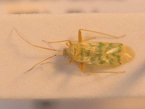  ( - BFB_Heteroptera_Schmolke_0219)  @13 [ ] CreativeCommons - Attribution Non-Commercial Share-Alike (2012) SNSB, Zoologische Staatssammlung Muenchen SNSB, Zoologische Staatssammlung Muenchen