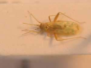  ( - BFB_Heteroptera_Schmolke_0220)  @12 [ ] CreativeCommons - Attribution Non-Commercial Share-Alike (2012) SNSB, Zoologische Staatssammlung Muenchen SNSB, Zoologische Staatssammlung Muenchen