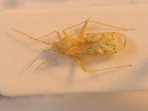  ( - BFB_Heteroptera_Schmolke_0221)  @13 [ ] CreativeCommons - Attribution Non-Commercial Share-Alike (2012) SNSB, Zoologische Staatssammlung Muenchen SNSB, Zoologische Staatssammlung Muenchen