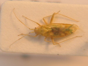  ( - BFB_Heteroptera_Schmolke_0222)  @12 [ ] CreativeCommons - Attribution Non-Commercial Share-Alike (2012) SNSB, Zoologische Staatssammlung Muenchen SNSB, Zoologische Staatssammlung Muenchen